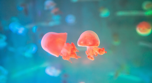 娄底海昌海洋探索馆