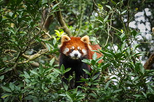 碧峰峡野生动物世界