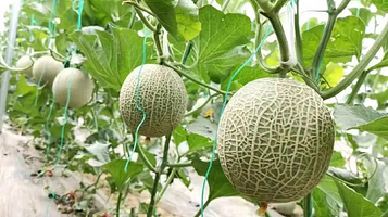 御享农业采摘乐园