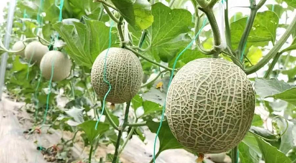 御享农业采摘乐园