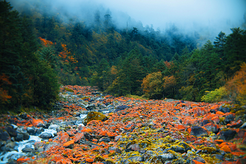 二郎山喇叭河风景区第 78 张图片