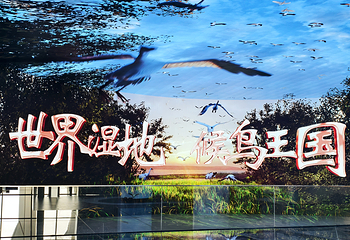 鄱阳湖吴城候鸟小镇第 21 张图片