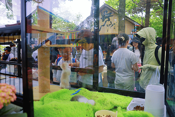 沂蒙山云蒙景区(蒙山国家森林公园)第 56 张图片