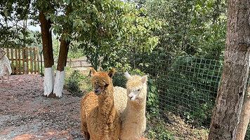 峨眉山归园田居萌宠乐园