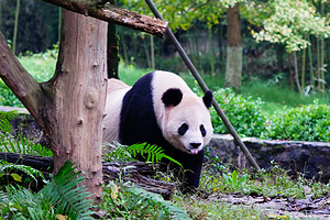 都江堰中华大熊猫苑(原熊猫乐园)