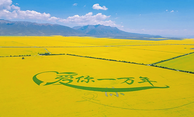 门源百里油菜花海第 8 张图片