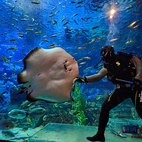 釜山SEA LIFE水族馆