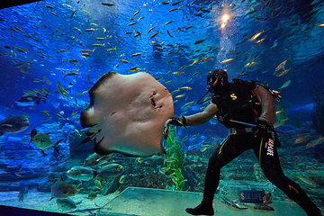 釜山SEA LIFE水族馆第 1 张图片