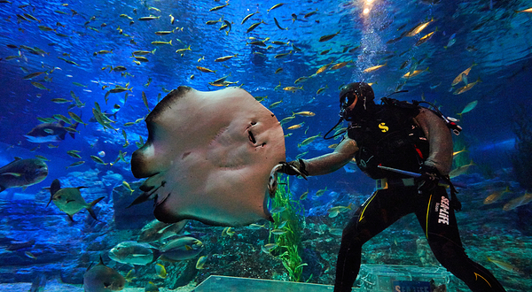 釜山SEA LIFE水族馆