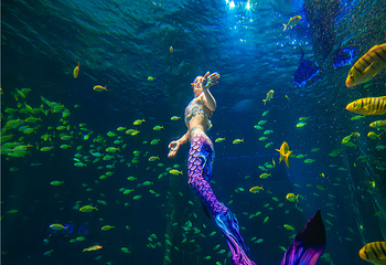 海合安青岛极地海洋公园第 148 张图片