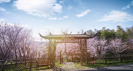 茅山森林世界第 81 张图片