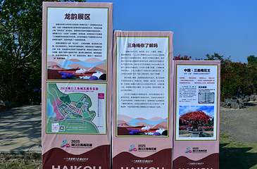 海口三角梅花展第 25 张图片