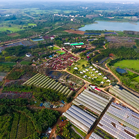 海口三角梅花展