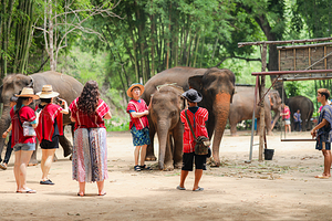 清迈美旺可巧大象生态公园