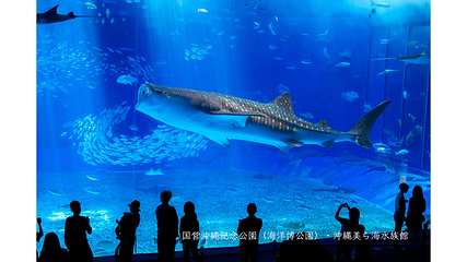 冲绳美丽海水族馆第 22 张图片
