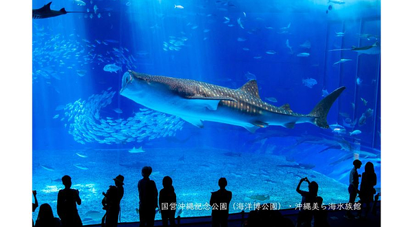 冲绳美丽海水族馆