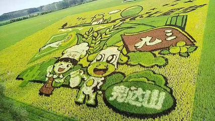 闫家岗稻田画第 13 张图片