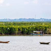东寨港红树林
