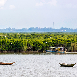 东寨港红树林
