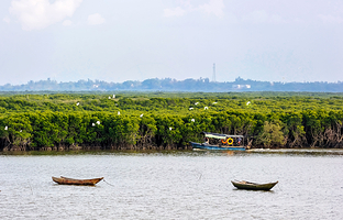 东寨港红树林