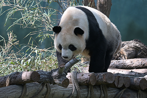 太阳岛大熊猫馆