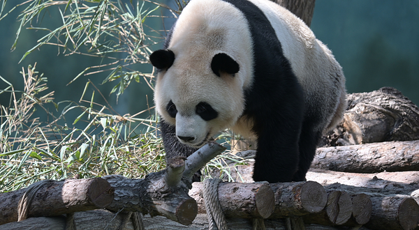 太阳岛大熊猫馆