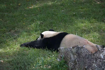 太阳岛大熊猫馆第 19 张图片