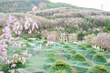 蓝田紫林旅游度假区第 65 张图片