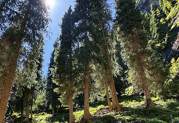 南山牧场西白杨沟景区第 75 张图片