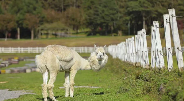 仙女山萌宠乐园