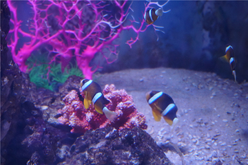 海昌海洋馆第 60 张图片
