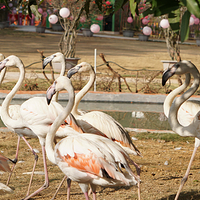 猫爪野生动物世界