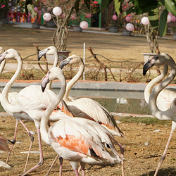 猫爪野生动物世界