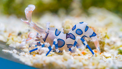 三亚亚特兰蒂斯失落的空间水族馆第 54 张图片