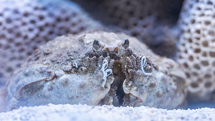 三亚亚特兰蒂斯失落的空间水族馆第 127 张图片