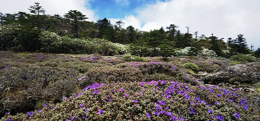 轿子雪山第 5 张图片