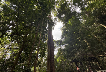 霸王岭第 59 张图片