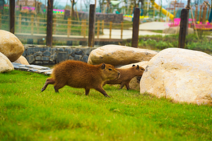 和乐·精灵之丘水豚主题乐园
