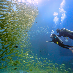 小梅沙海洋世界