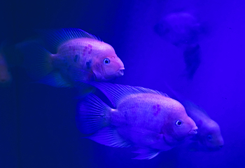 常州海昌海洋探索馆第 42 张图片