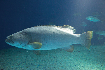 澎湖水族馆第 18 张图片