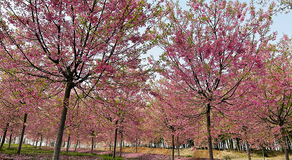 江南(芜湖)樱花文化园