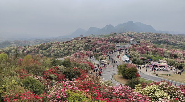 小飞通用航空(百里杜鹃直升机飞行基地)