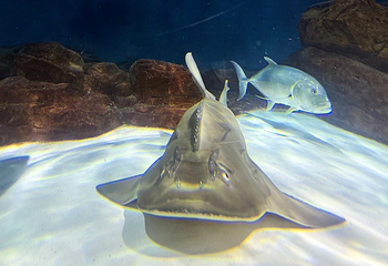 上海海洋水族馆第 137 张图片