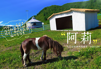 乌兰布统草原狮虎园第 6 张图片