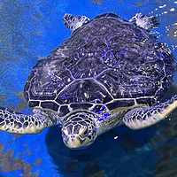 安庆海昌海洋探索馆