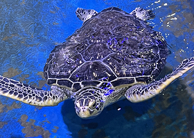 安庆海昌海洋探索馆