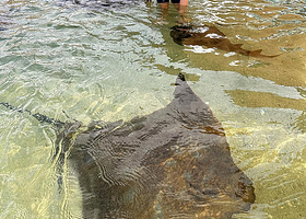 伊鲁康吉水族馆邂逅鲨鱼和鳐鱼