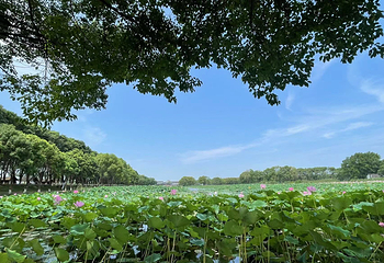 洪湖生态旅游区第 10 张图片