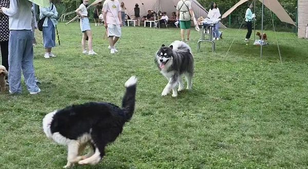 开远哆哆萌宠乐园